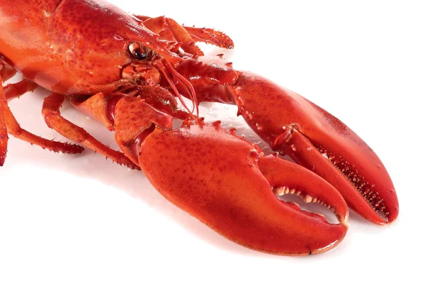 Lobster claws — Stock Photo, Image