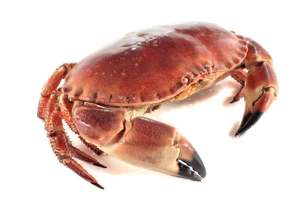 Marine crab — Stock Photo, Image