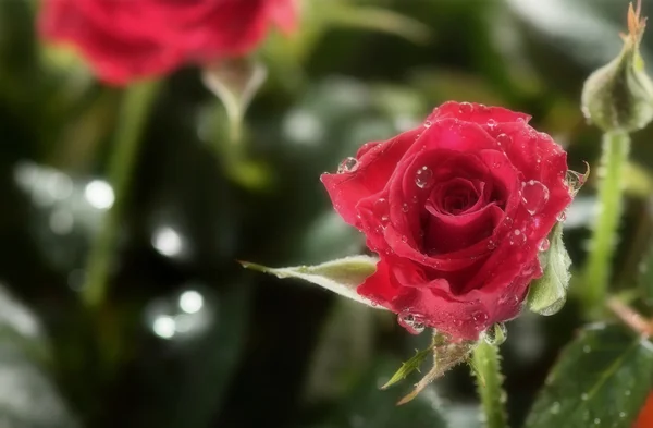 Rosa vermelha com borrão — Fotografia de Stock