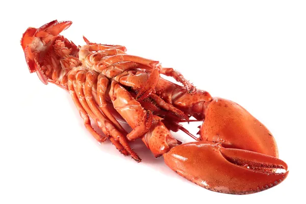 View of the underside of lobster — Stock Photo, Image