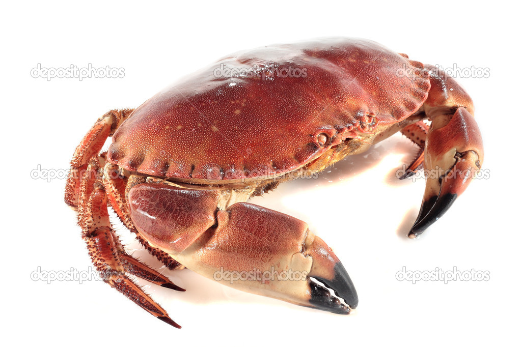 marine crab