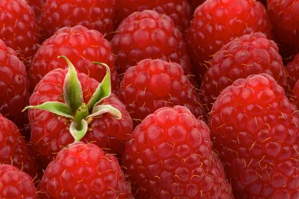 Perfekte reife Himbeeren Hintergrund — Stockfoto