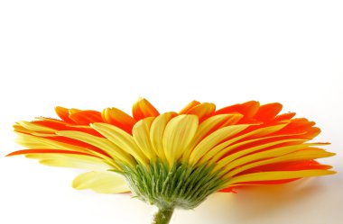 Su damlacıkları ile portakal gerbera