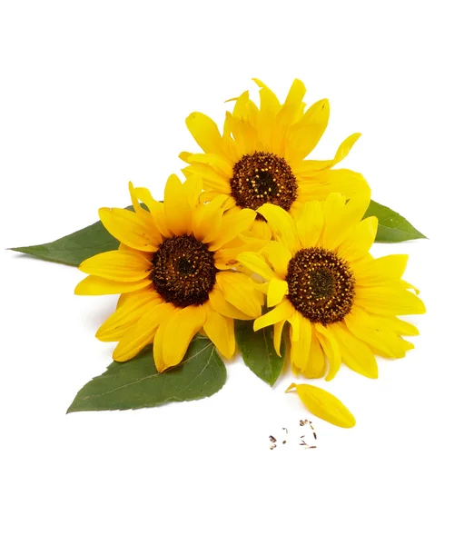 Three Sunflowers — Stock Photo, Image