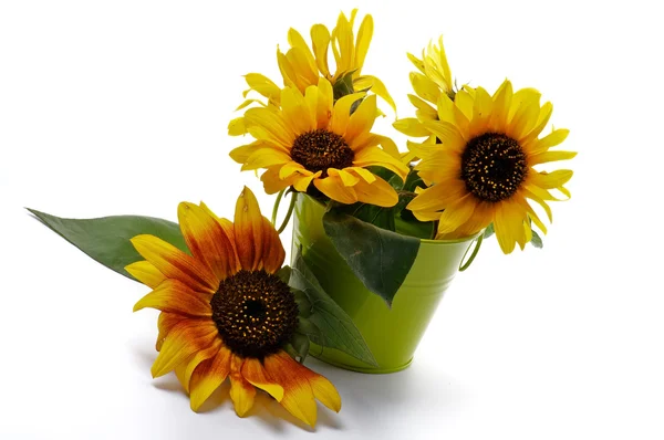 Bunch of Sunflowers — Stock Photo, Image