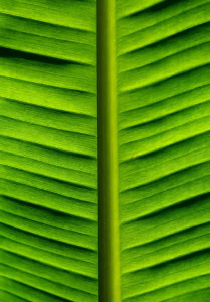 Palm bananenblad — Stockfoto