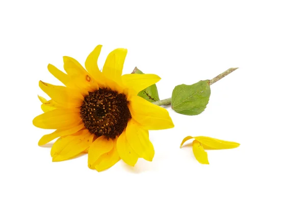 Zonnebloem en bloemblaadjes — Stockfoto