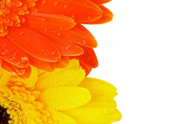 Orange and Yellow Gerbera Flowers — Stock Photo, Image