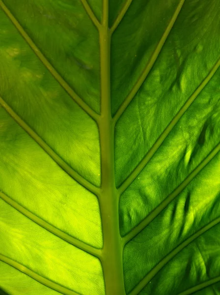 Tropical leaf bakgrund — Stockfoto