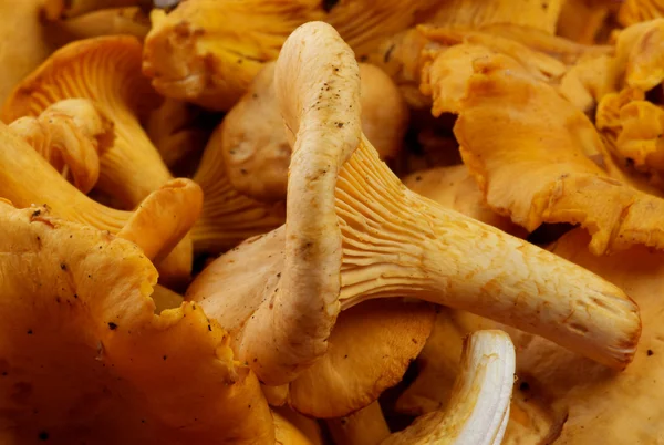 Chanterelles crues fraîches — Photo