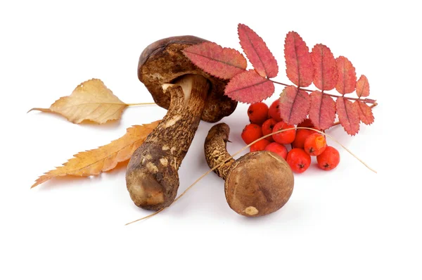 Brown Cap Boletus, Leafs and Cranberry — Stock Photo, Image