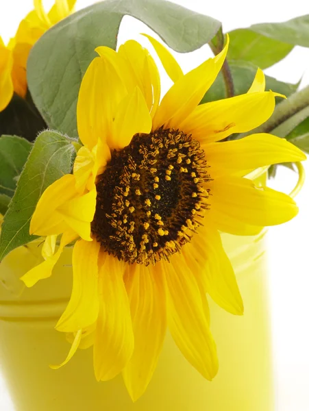 Zonnebloem in Geel emmer — Stockfoto