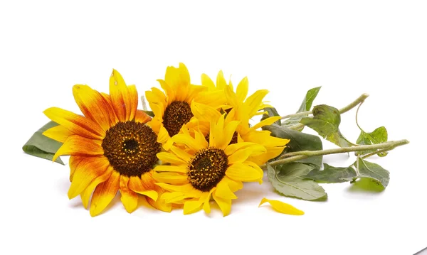 Bunch of Perfect Sunflowers — Stock Photo, Image