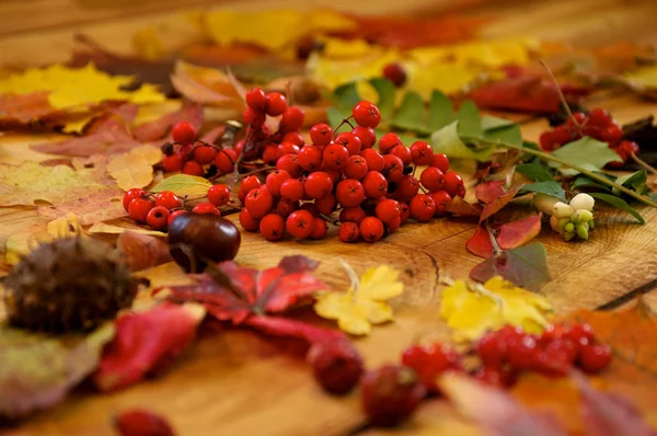 Ashberry and Leaves — Stock Photo, Image