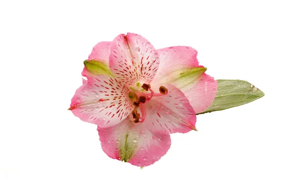 Alstroemeria — Foto de Stock