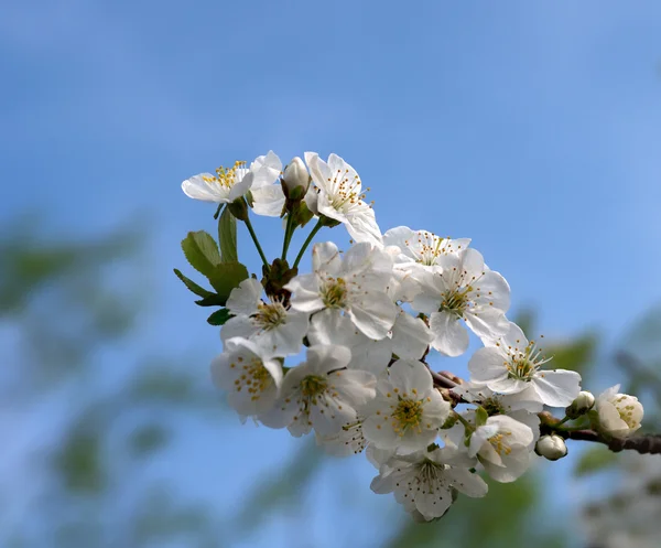Flower-bud of cherry tree — Stock Photo, Image