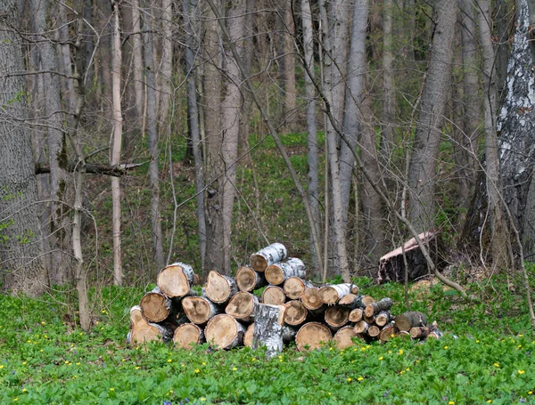 Stack of Logs — Stock Photo, Image