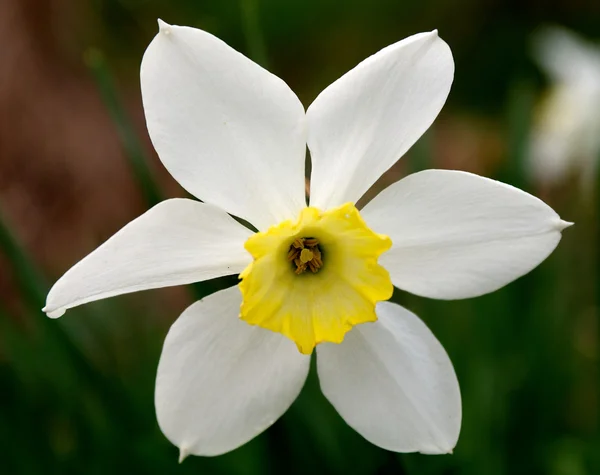 Lente narcis — Stockfoto