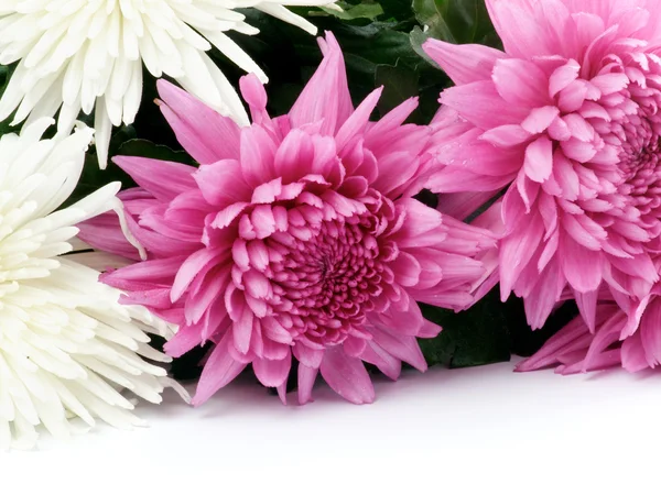 Chrysanthemum — Stock Photo, Image