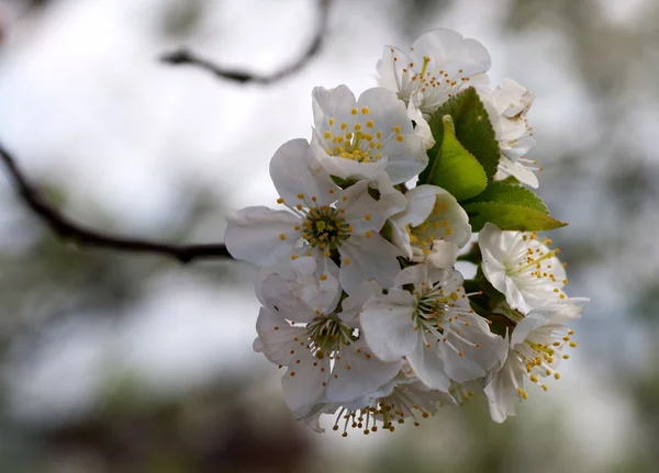 Bud, kiraz ağacı — Stok fotoğraf