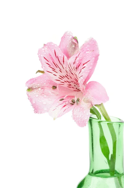 Beautiful Alstroemeria — Stock Photo, Image