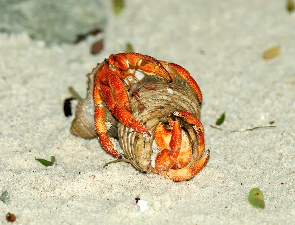 Pareja de cópula de cangrejo ermitaño —  Fotos de Stock