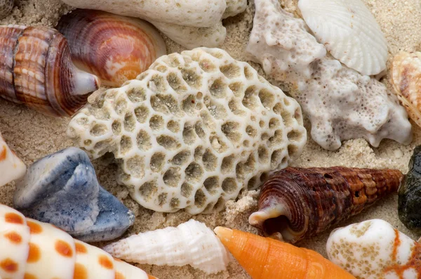 Ocean Shell Background — Fotografie, imagine de stoc