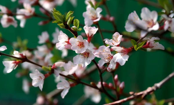 Cherry Blossoms — Stock Photo, Image