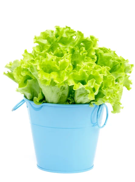 Lechuga en maceta azul — Foto de Stock