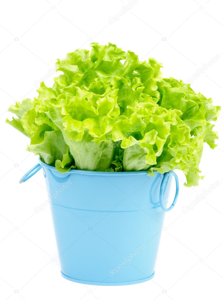 Lettuce in Blue Pot ⬇ Stock Photo, Image by © zhekos_ 23207282