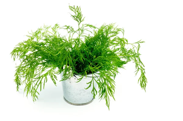 Dill in Tin Bucket — Stock Photo, Image