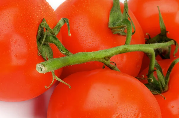 西红柿茎 — 图库照片