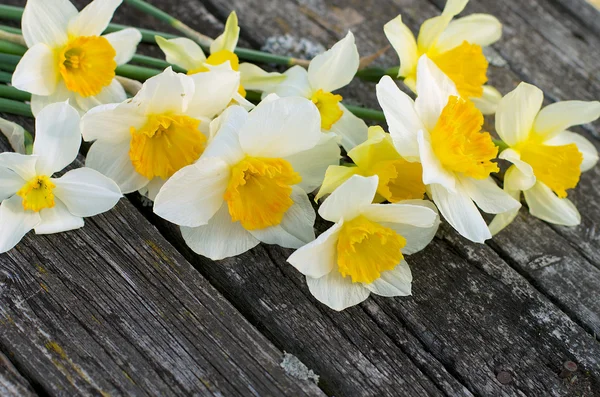 Narcisos —  Fotos de Stock