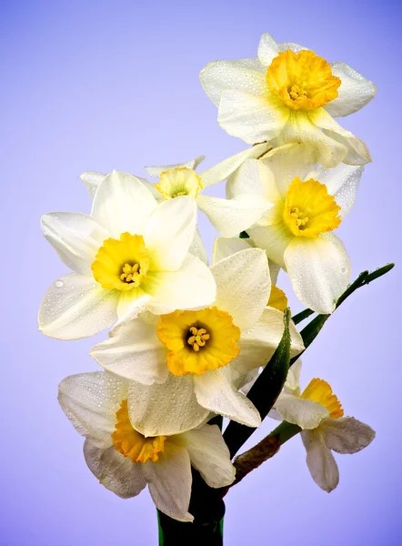 Daffodils amarelos brancos — Fotografia de Stock