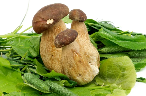 Funghi porcini — Foto Stock