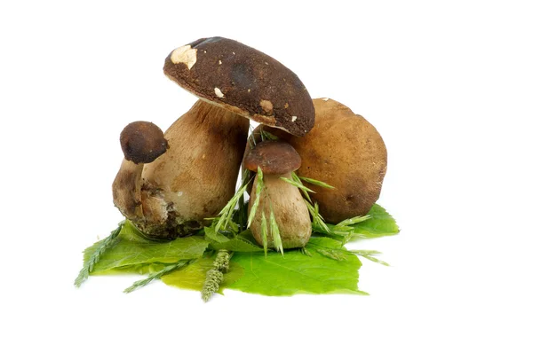 Porcini Mushrooms — Stock Photo, Image