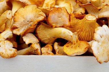 Altın chanterelles