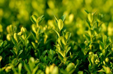 yeşil bitkiler arka plan