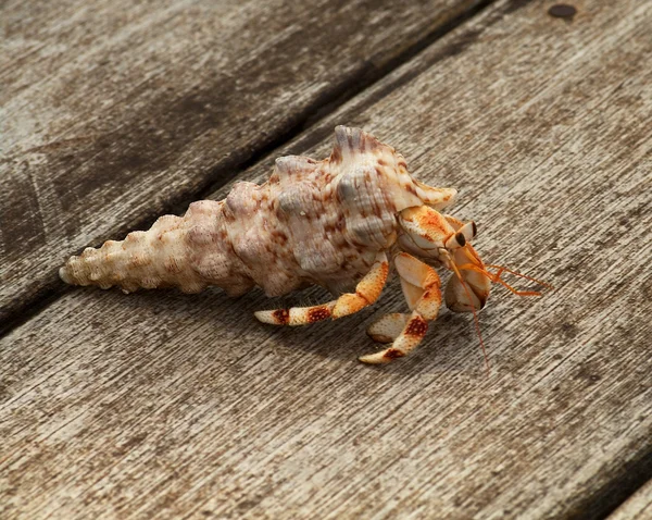 Hermit Crab — Stock Photo, Image