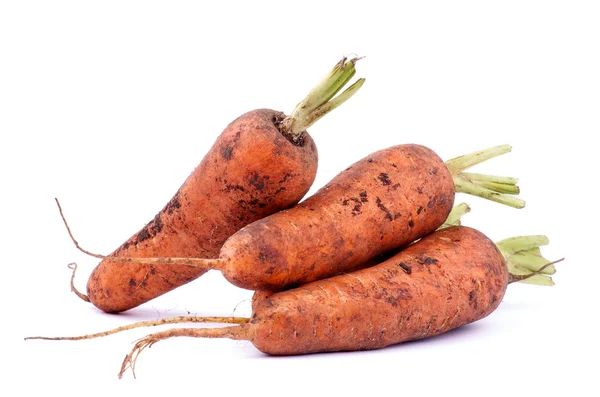 Морковь прямо из сада — стоковое фото