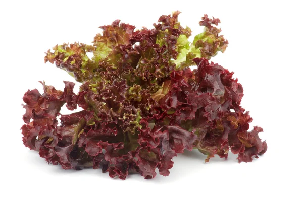 Lollo Rosso Lettuce — Stock Photo, Image