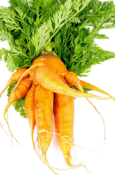 Большая морковка — стоковое фото