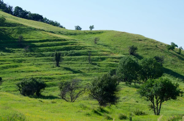 Green Sunny Day — Stock Photo, Image