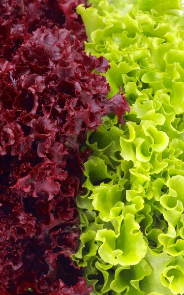 Lettuce Leaves Background — Stock Photo, Image