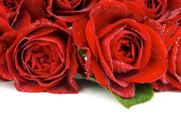 빨간 장미 프레임 — 스톡 사진