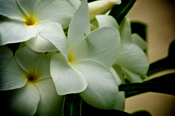 Plumeria biała — Zdjęcie stockowe
