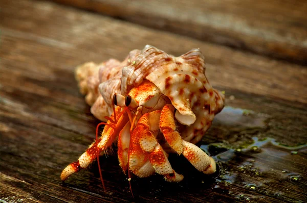 Hermit Crab — Stock Photo, Image