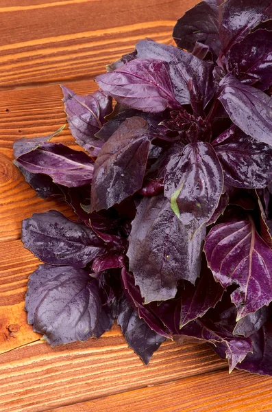 Basil Leaves — Stock Photo, Image