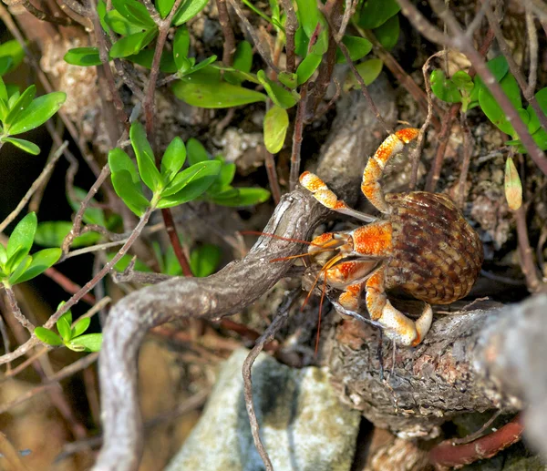 Orange Crab — Stock Photo, Image