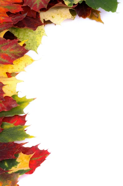 Corner Border of Maple Leaf — Stock Photo, Image